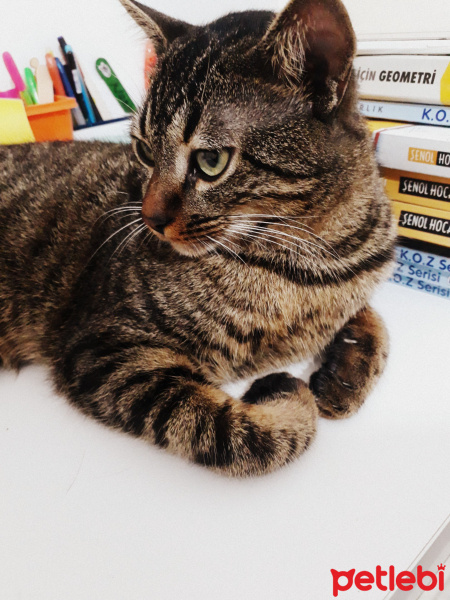 Tekir Kedi, Kedi  noodle fotoğrafı