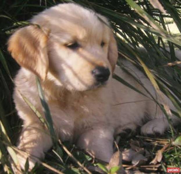 Golden Retriever, Köpek  köpük fotoğrafı