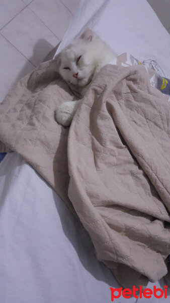 Scottish Fold, Kedi  iskoç fotoğrafı