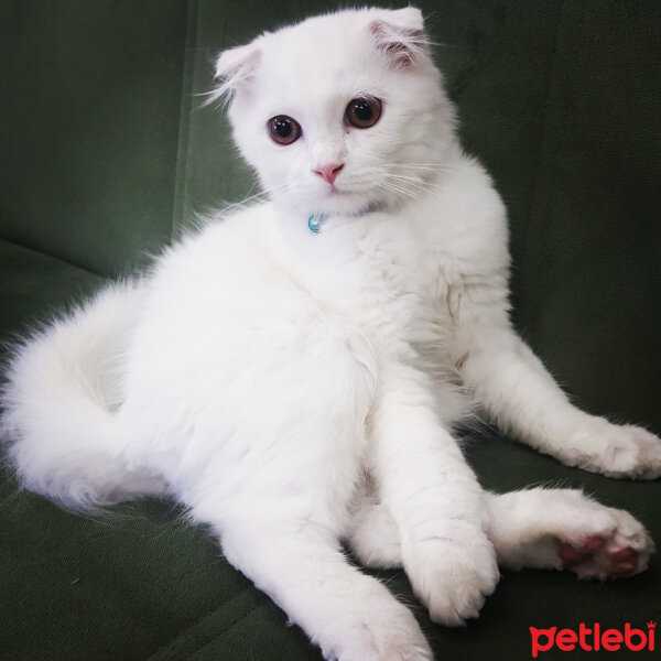 Scottish Fold, Kedi  iskoç fotoğrafı