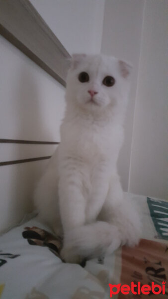 Scottish Fold, Kedi  iskoç fotoğrafı