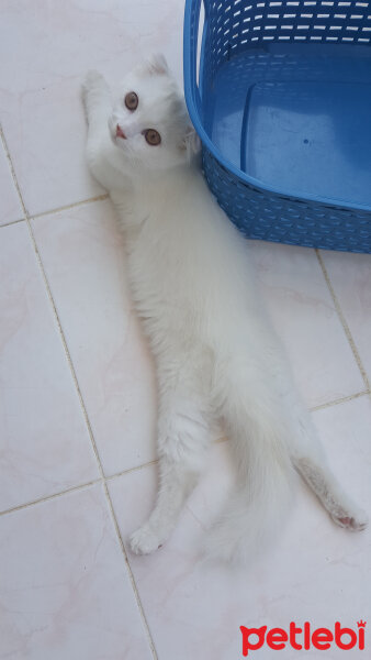 Scottish Fold, Kedi  iskoç fotoğrafı