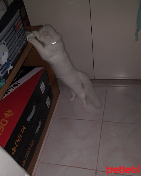 Scottish Fold, Kedi  iskoç fotoğrafı