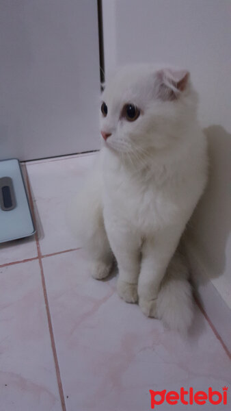 Scottish Fold, Kedi  iskoç fotoğrafı