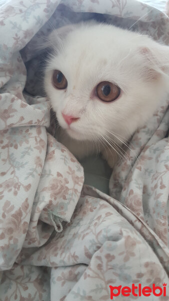 Scottish Fold, Kedi  iskoç fotoğrafı