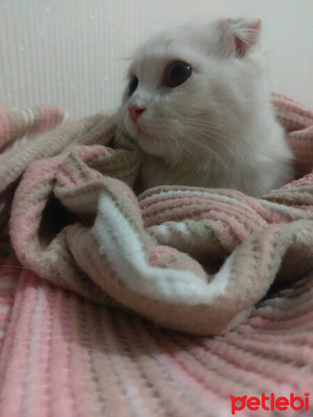 Scottish Fold, Kedi  iskoç fotoğrafı