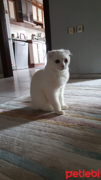 Scottish Fold, Kedi  iskoç fotoğrafı