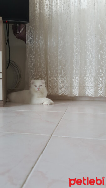 Scottish Fold, Kedi  iskoç fotoğrafı