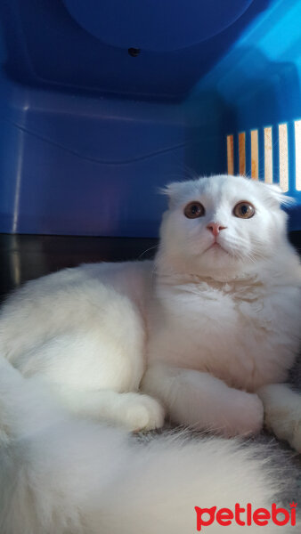 Scottish Fold, Kedi  iskoç fotoğrafı