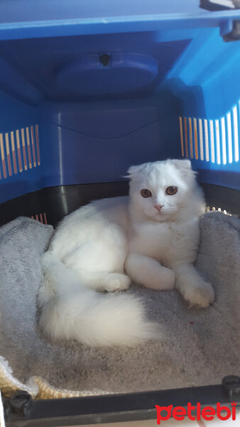 Scottish Fold, Kedi  iskoç fotoğrafı