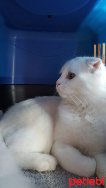 Scottish Fold, Kedi  iskoç fotoğrafı