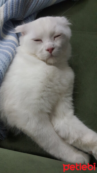 Scottish Fold, Kedi  iskoç fotoğrafı