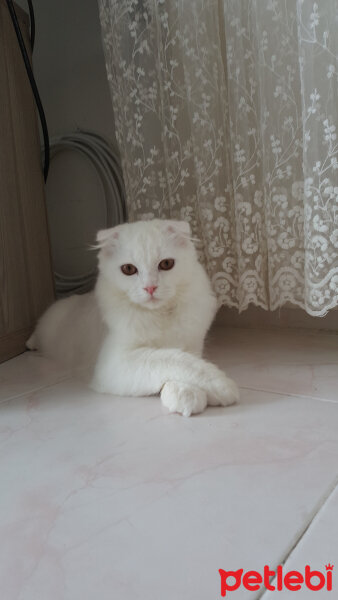 Scottish Fold, Kedi  iskoç fotoğrafı