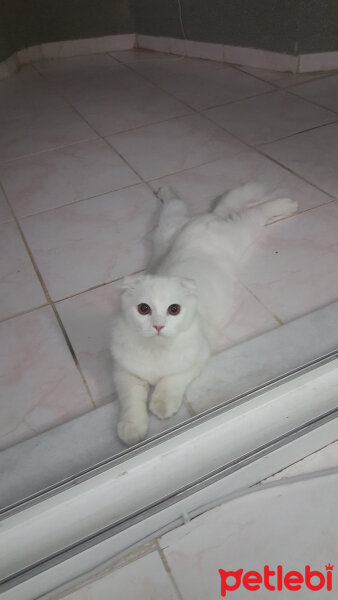 Scottish Fold, Kedi  iskoç fotoğrafı