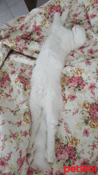 Scottish Fold, Kedi  iskoç fotoğrafı