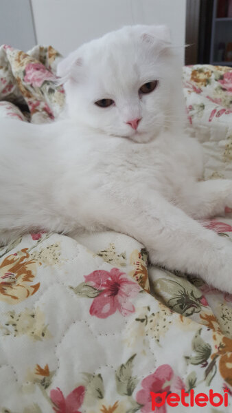 Scottish Fold, Kedi  iskoç fotoğrafı