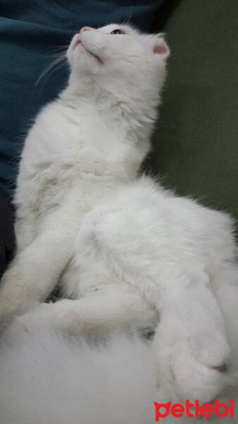 Scottish Fold, Kedi  iskoç fotoğrafı