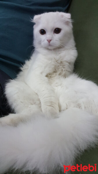 Scottish Fold, Kedi  iskoç fotoğrafı