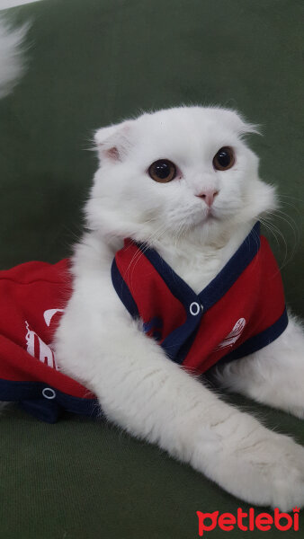 Scottish Fold, Kedi  iskoç fotoğrafı