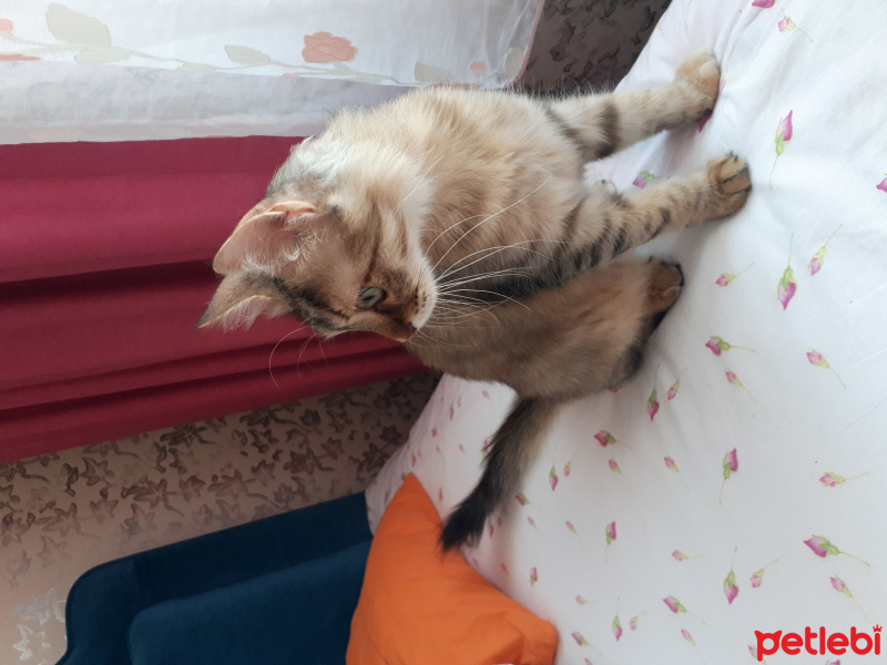 Tekir Kedi, Kedi  Monika fotoğrafı