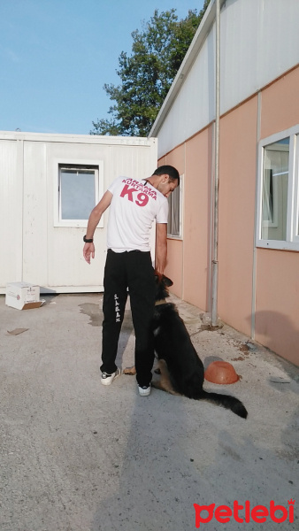 Alman Çoban Köpeği, Köpek  Cesur fotoğrafı