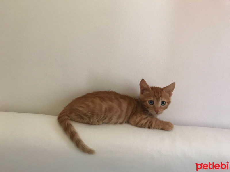 Sarman, Kedi  Kavun fotoğrafı