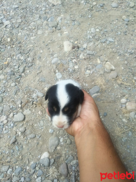 Alman Çoban Köpeği, Köpek  Prenses ve balım fotoğrafı