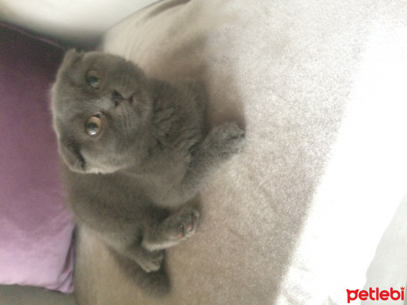 Scottish Fold, Kedi  Adsız fotoğrafı