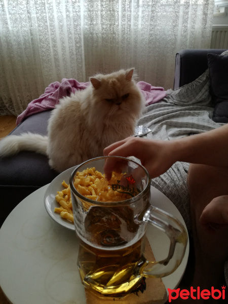 İran Kedisi (Persian), Kedi  Maru fotoğrafı