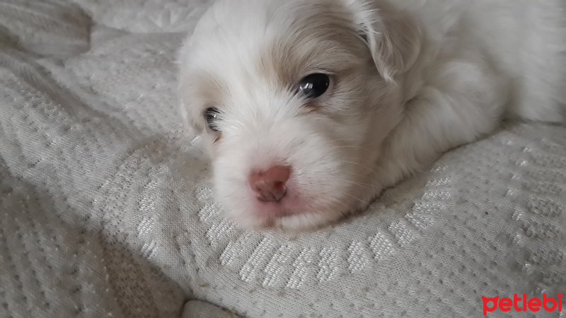 Maltese, Köpek  Boni fotoğrafı