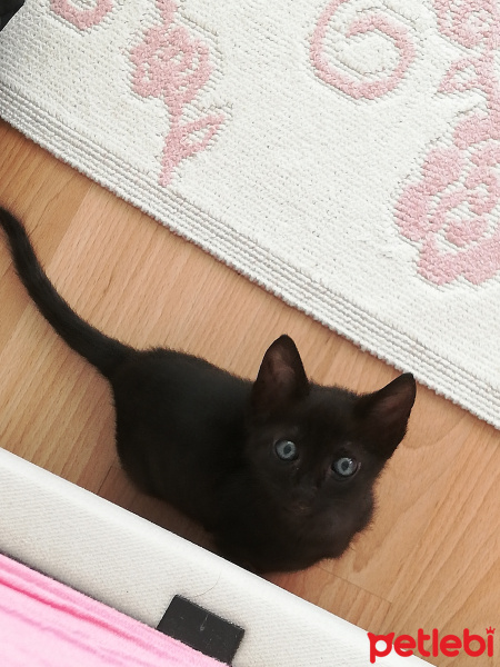 Tekir Kedi, Kedi  Karam fotoğrafı