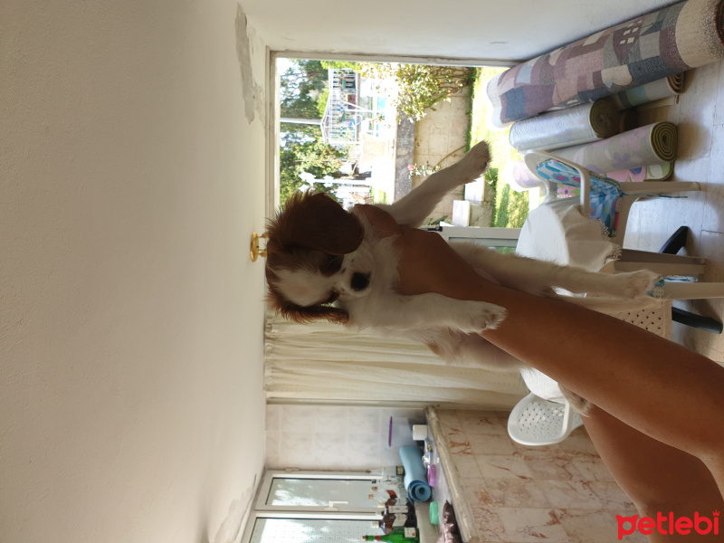 Cavalier King Charles Spanieli, Köpek  Prens fotoğrafı