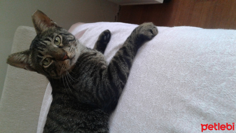 Tekir Kedi, Kedi  Zeytin fotoğrafı