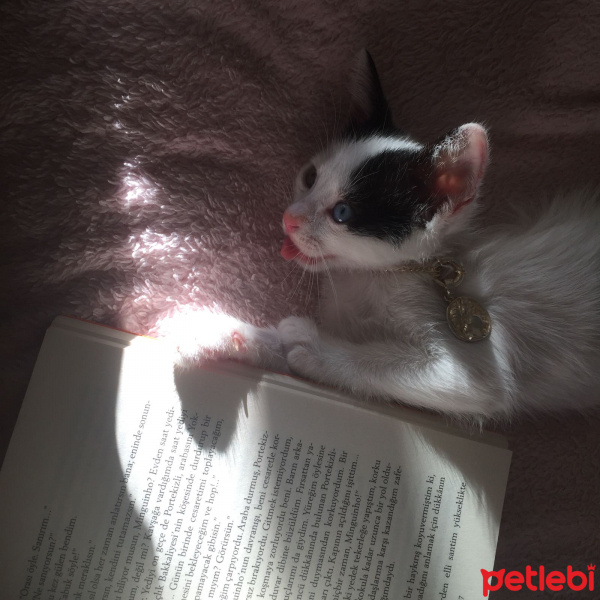 Van Kedisi, Kedi  Leo fotoğrafı