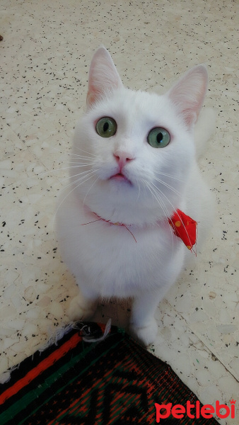 Ankara Kedisi, Kedi  Minnak fotoğrafı