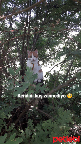 Tekir Kedi, Kedi  Charlie fotoğrafı