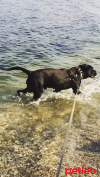 Cane Corso Italiano, Köpek  Kara fotoğrafı