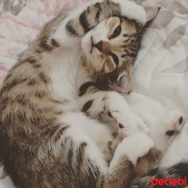 Tekir Kedi, Kedi  Arya fotoğrafı