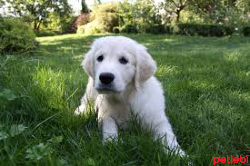 Golden Retriever, Köpek  pati fotoğrafı