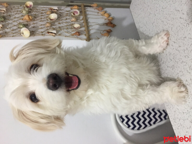 Maltese, Köpek  HAYDARİ fotoğrafı