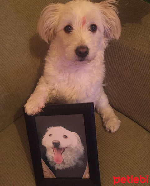 Maltese, Köpek  HAYDARİ fotoğrafı