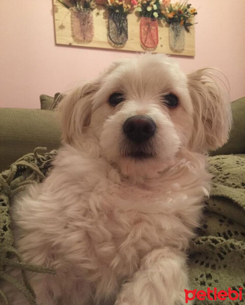 Maltese, Köpek  HAYDARİ fotoğrafı