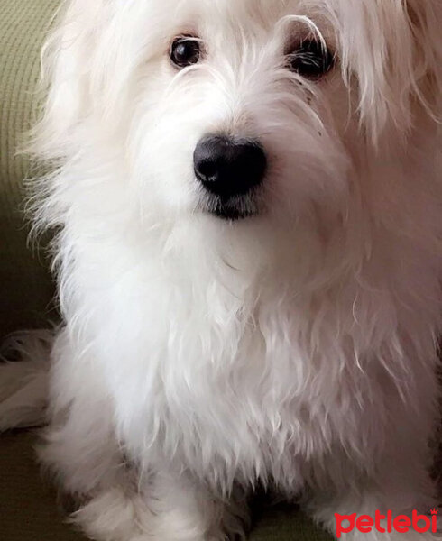 Maltese, Köpek  HAYDARİ fotoğrafı