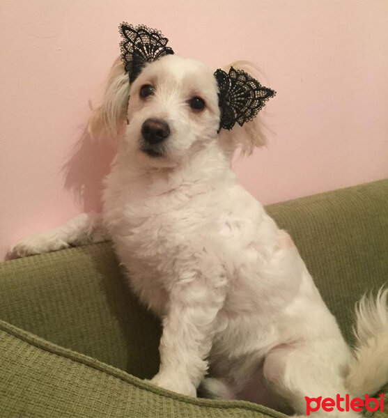 Maltese, Köpek  HAYDARİ fotoğrafı