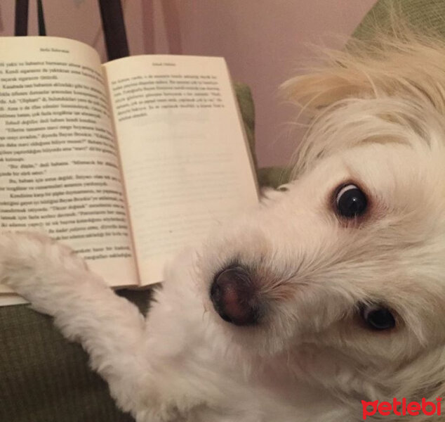 Maltese, Köpek  HAYDARİ fotoğrafı