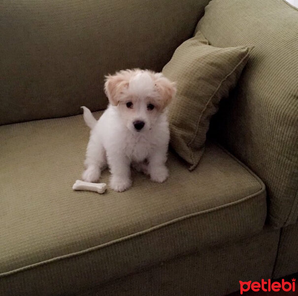 Maltese, Köpek  HAYDARİ fotoğrafı