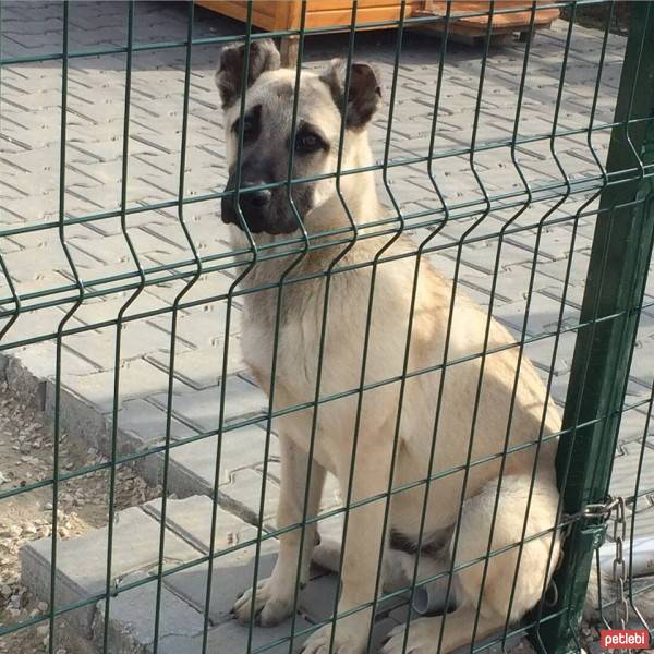 Kangal, Köpek  tosbik fotoğrafı