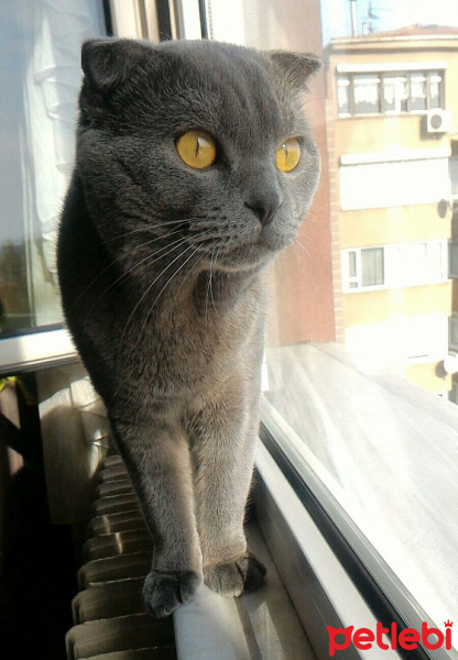 Scottish Fold, Kedi  Şans fotoğrafı