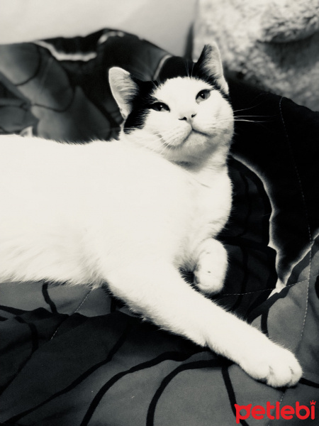 Tekir Kedi, Kedi  kaymak fotoğrafı