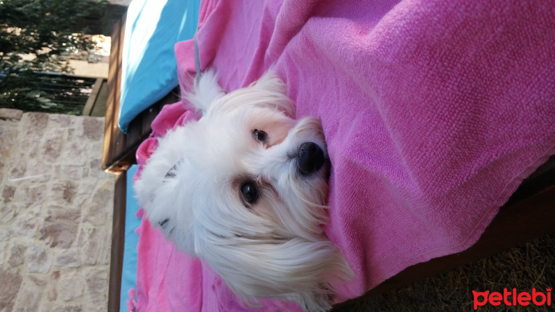 Maltese, Köpek  puffy fotoğrafı